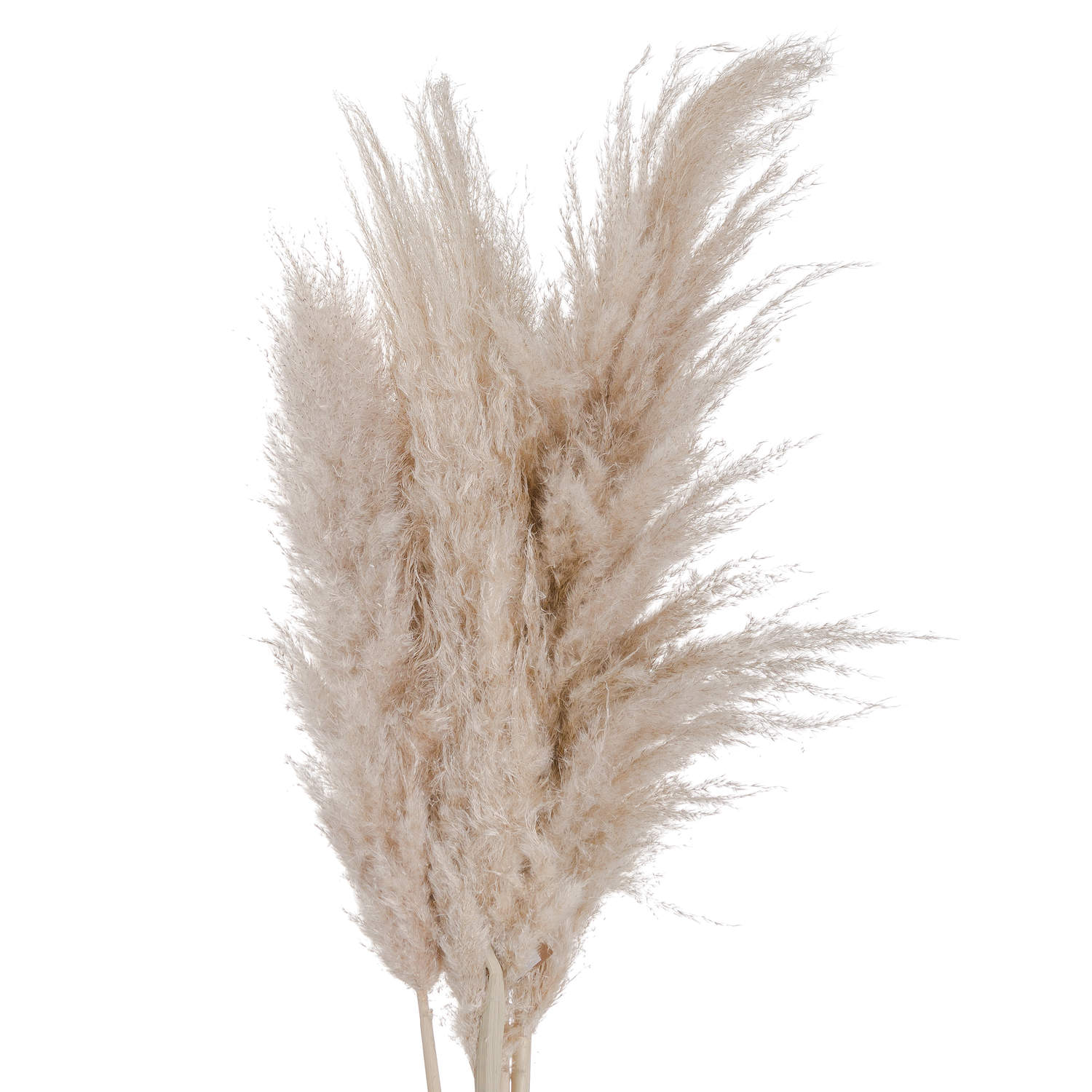 Fluffy Pampas Grass Μπεζ Φυσικό Μ115εκ | Φ45εκ Medium