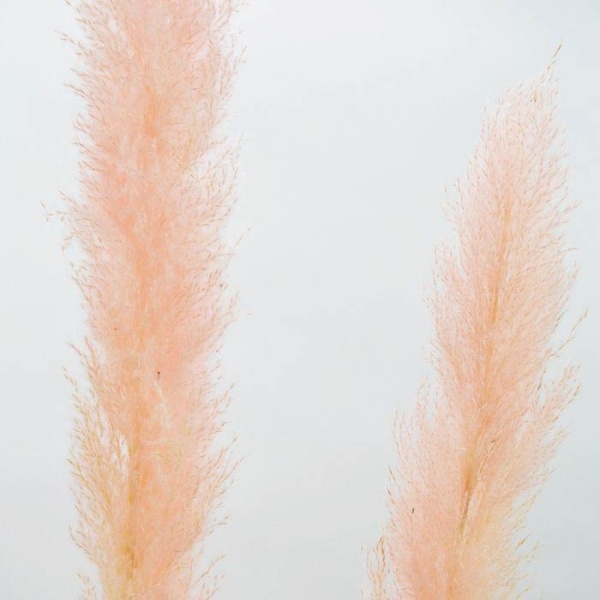 Fluffy Pampas Grass Ροζ 140εκ XL